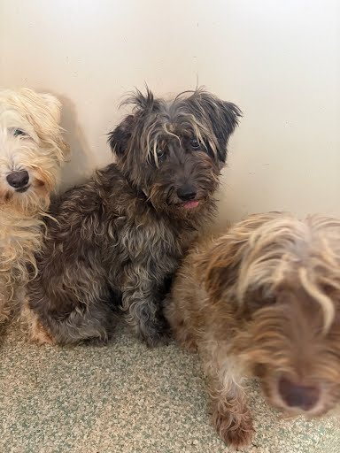 APPLE SMAX - Miniature Schnauzer / Mix available for adoption