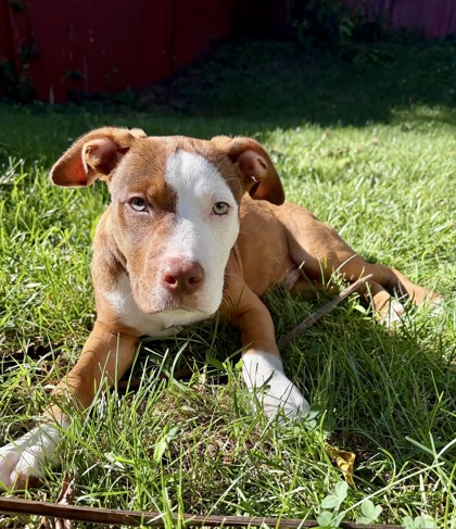 BOB - Terrier / Mix available for adoption