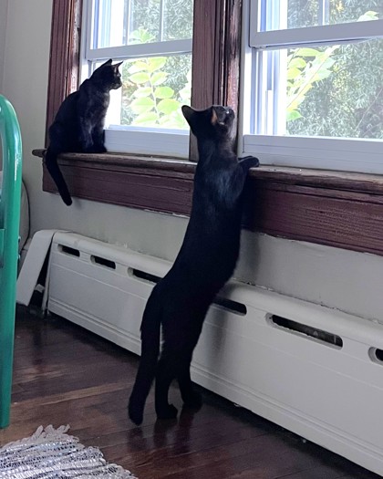 ECHO - Domestic Shorthair / Mix available for adoption