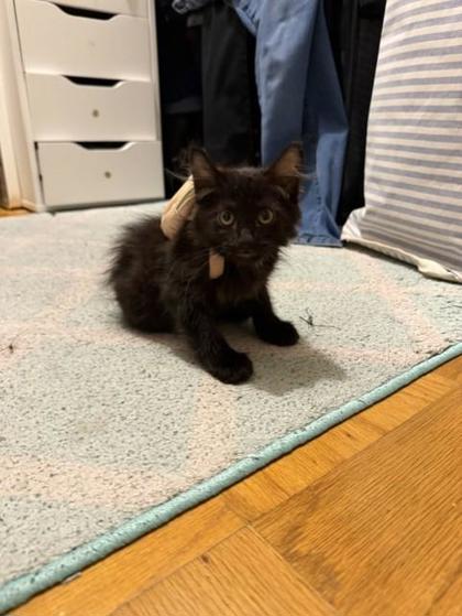 MINT CHIP - Domestic Medium Hair / Mix available for adoption