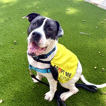 BELLINGHAM - Pit Bull Terrier / Mix available for adoption