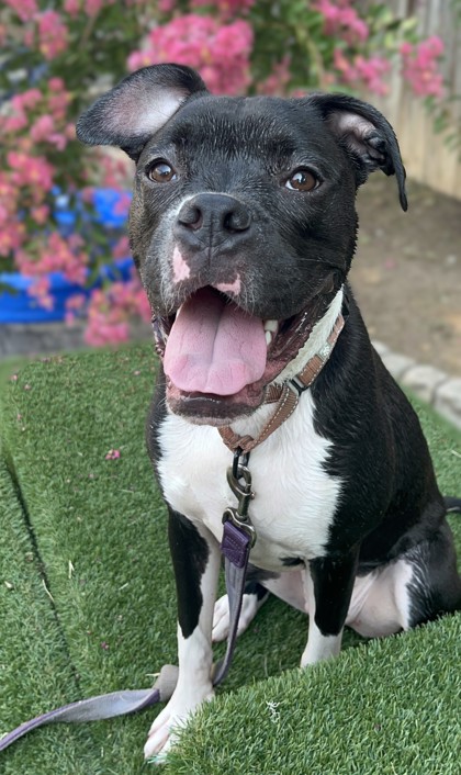 SIRIUS - Boxer / Mix available for adoption