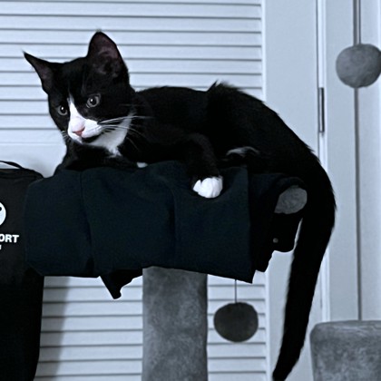 ANDY - Domestic Shorthair / Mix available for adoption