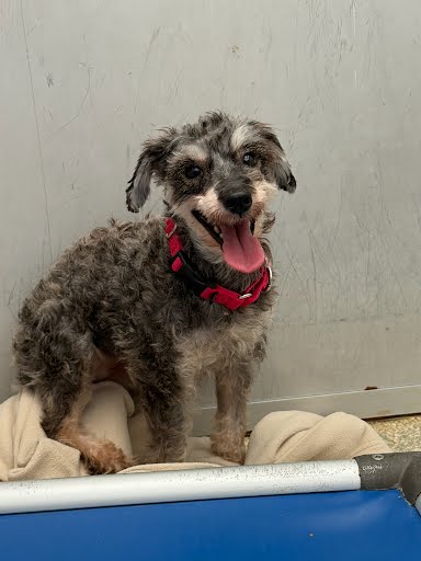 BOOGIE JONES - Yorkshire Terrier / Mix available for adoption