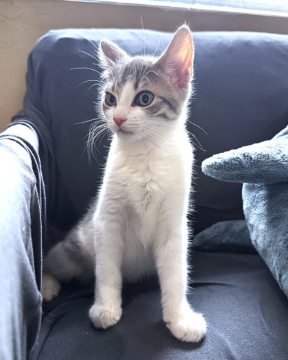CHANCE - Domestic Shorthair / Mix available for adoption