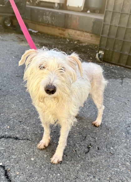 BUBBLEGUM BUCKS - West Highland White Terrier / Mix available for adoption