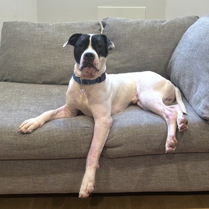 BELLINGHAM - Pit Bull Terrier / Mix available for adoption