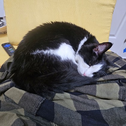 JAZZ - Domestic Shorthair / Mix available for adoption