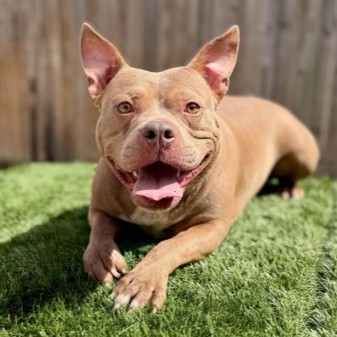 ARTEMIS - Pit Bull Terrier / Mix available for adoption
