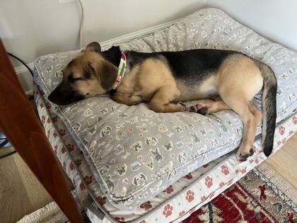 BAYLOR - Shepherd / Basset Hound available for adoption