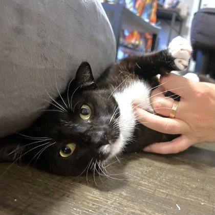 ZAZA - Domestic Shorthair / Mix available for adoption