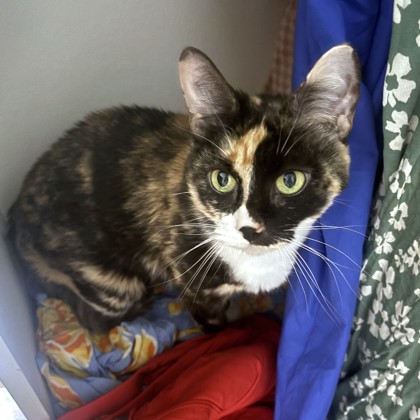 PANDY - Domestic Shorthair / Mix available for adoption