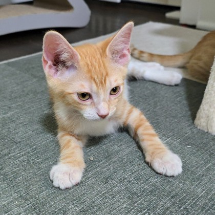 WUBBZY - Domestic Shorthair / Mix available for adoption