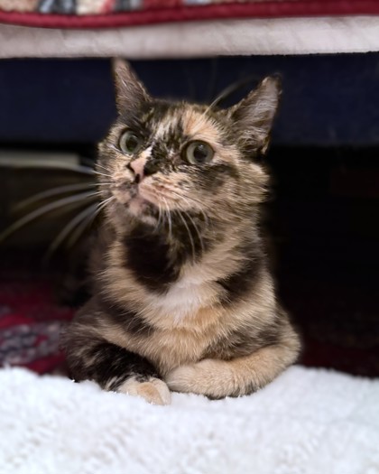 MIKO - Domestic Shorthair / Mix available for adoption