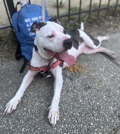 AZOOZ - Pit Bull Terrier / Mix available for adoption