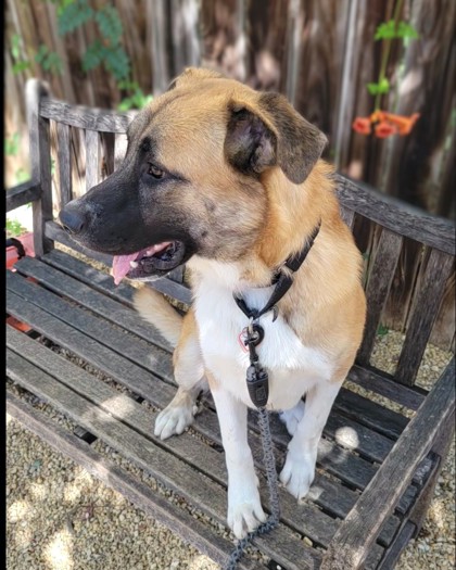 BUMPER BOAT - Anatolian Shepherd / Mix available for adoption
