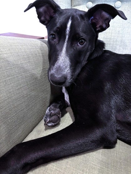 CHEKOV - Terrier / Mix available for adoption
