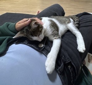 JULIANNA - Domestic Shorthair / Mix available for adoption