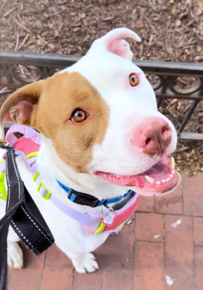 FERB - Terrier / Mix available for adoption