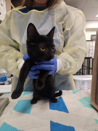 BOO - Domestic Shorthair / Mix available for adoption