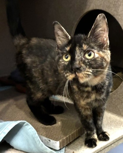 CLAUDIA - Domestic Shorthair / Mix available for adoption