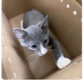 CHAOS - Domestic Shorthair / Mix available for adoption