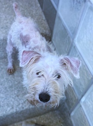 BUBBLEGUM BUCKS - Miniature Schnauzer / Mix available for adoption