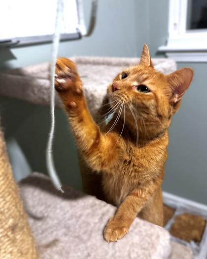 ARWEN - Domestic Shorthair / Mix available for adoption
