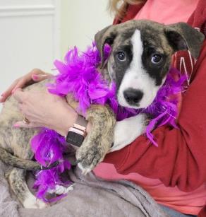 BONSAI - Pit Bull Terrier / Mix available for adoption