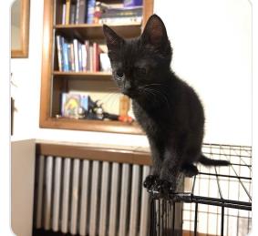 BUBBLES - Domestic Shorthair / Mix available for adoption