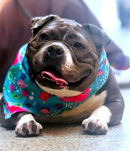 TINA TEAPOT - Bulldog / Mix available for adoption