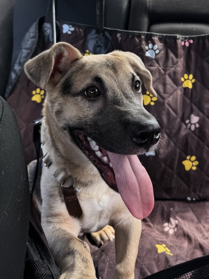 BAYLOR - Shepherd / Basset Hound available for adoption