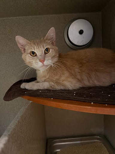WASHI - Domestic Shorthair / Mix available for adoption