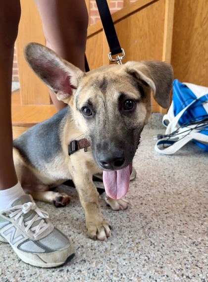 BAYLOR - Shepherd / Basset Hound available for adoption