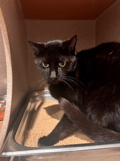 LACEY - Domestic Shorthair / Mix available for adoption