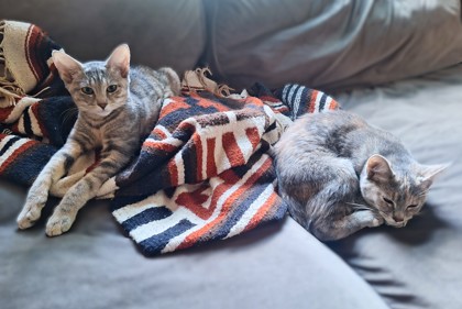 ICELYN - Domestic Shorthair / Mix available for adoption