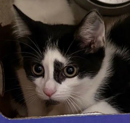 BONBON - Domestic Shorthair / Mix available for adoption