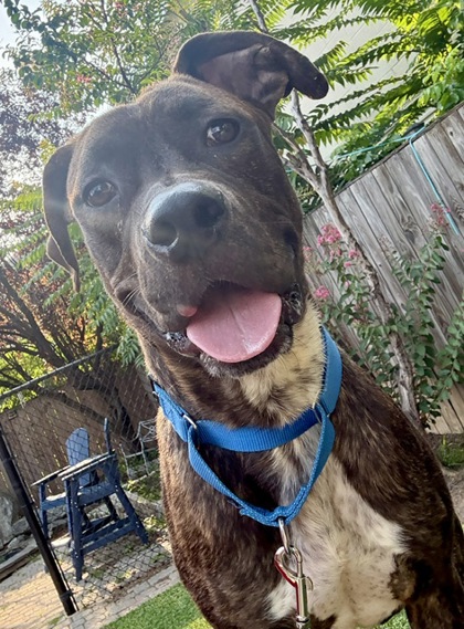 CURIOUS GEORGE - Pit Bull Terrier / Mix available for adoption