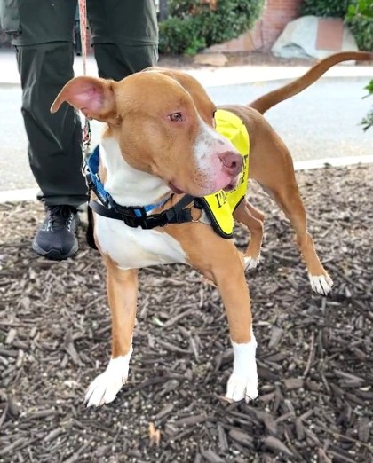 MR. FANTASY - Pit Bull Terrier / Mix available for adoption