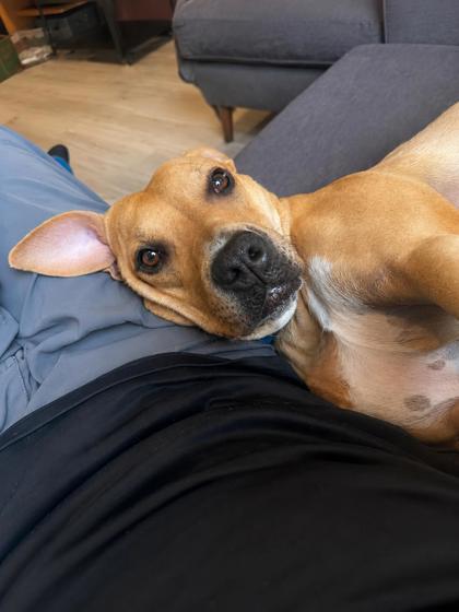 IMPALA - Mixed Breed, Medium (up to 44 lbs fully grown) / Mix for adoption in Silver Spring