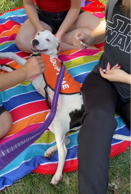 AVRIL - Pit Bull Terrier / Mix available for adoption