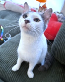 JERSEY - Domestic Shorthair / Mix available for adoption