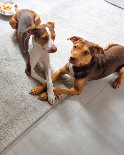 CHARLEY - Mixed Breed, Medium (up to 44 lbs fully grown) / Mix available for adoption