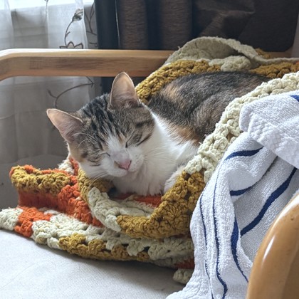 DOROTHY - Domestic Shorthair / Mix available for adoption