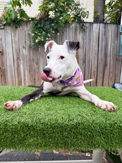 AVRIL - Pit Bull Terrier / Mix available for adoption