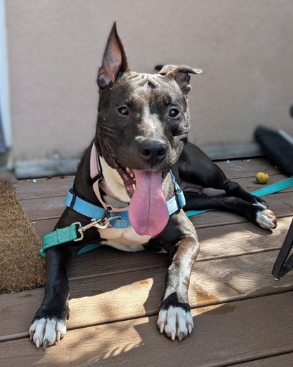 ROSEMARY - Pit Bull Terrier / Mix available for adoption