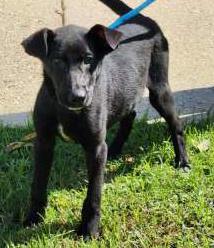 BATMAN - Labrador Retriever / Mix available for adoption
