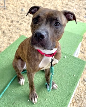 BARK RUFFALO - Pit Bull Terrier / Mix available for adoption