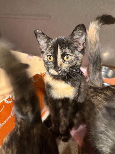 BROOKIE - Domestic Shorthair / Mix available for adoption
