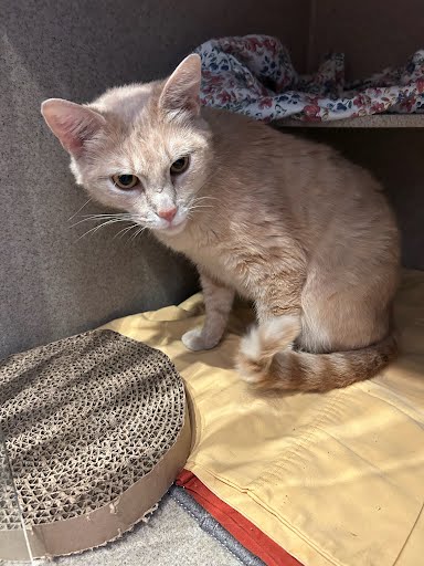 WASHI - Domestic Shorthair / Mix available for adoption